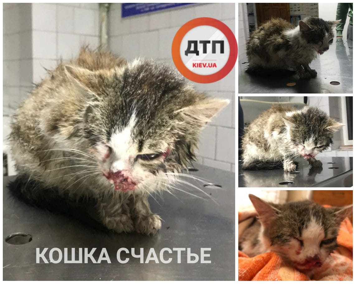 На Киевщине неизвестные зверски избили беременную кошку: очень нужна семья и финансовая помощь